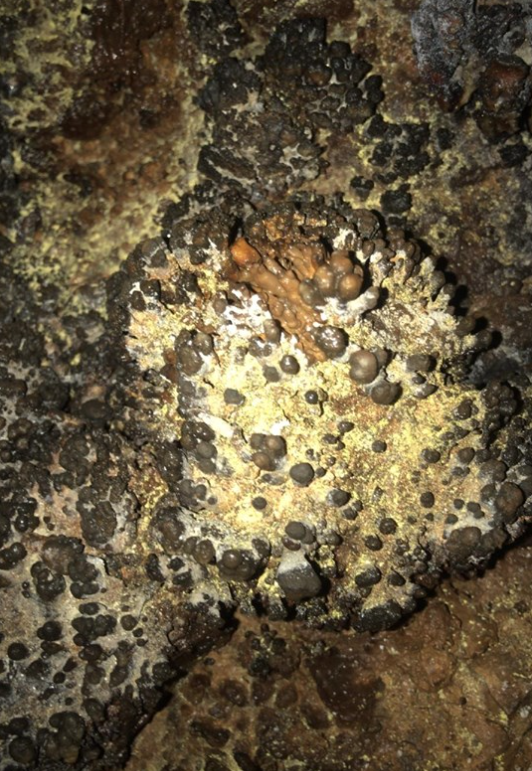 Coraloides en la Cueva Honda de La Tosca
